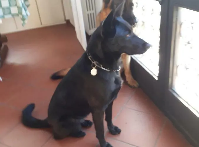 Due Abeti * Floransa